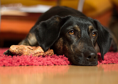 Los perros que tienen vómitos deben ser tratados de inmediato