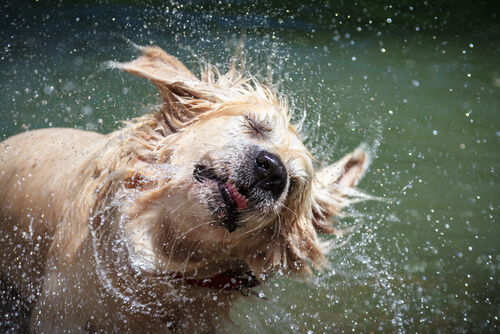 ¿Por qué el perro mojado se sacude tan fuerte?