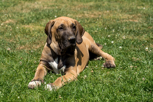 Perros, la mascota favorita de América Latina