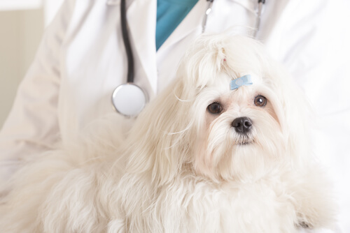 Quimioterapia para perros
