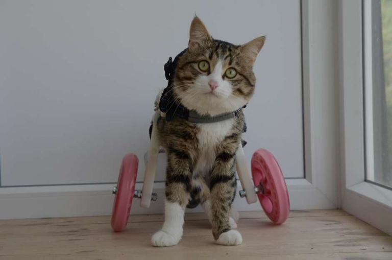 Rexie, el gatito que usa silla de ruedas