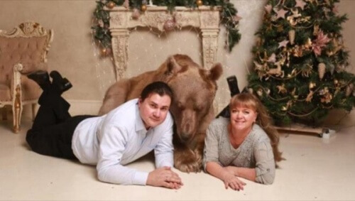 Stepan, el oso mascota de una pareja rusa Stepan, el oso mascota de una pareja rusa