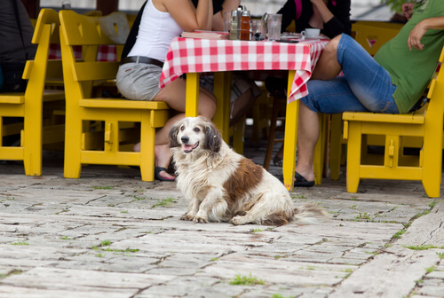 ¡No sin ti! ¿Qué plan puedes hacer con tu perro?