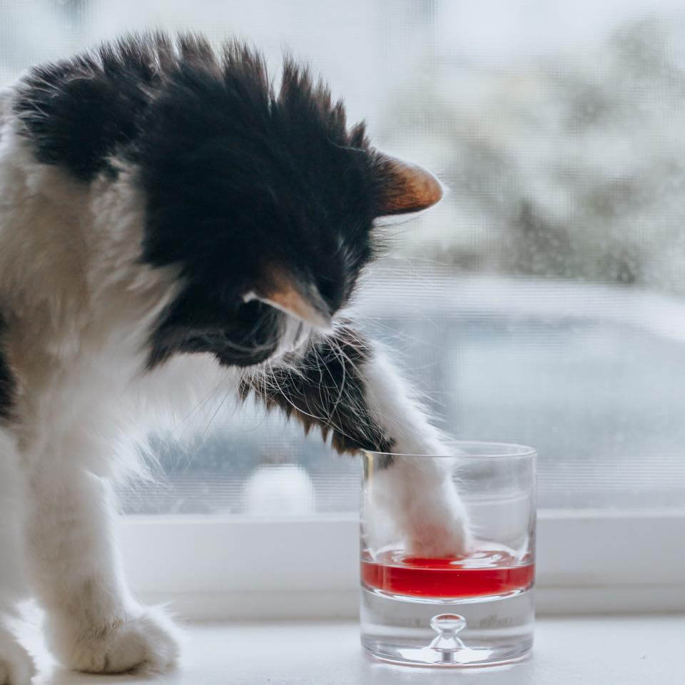vino para gatos 2