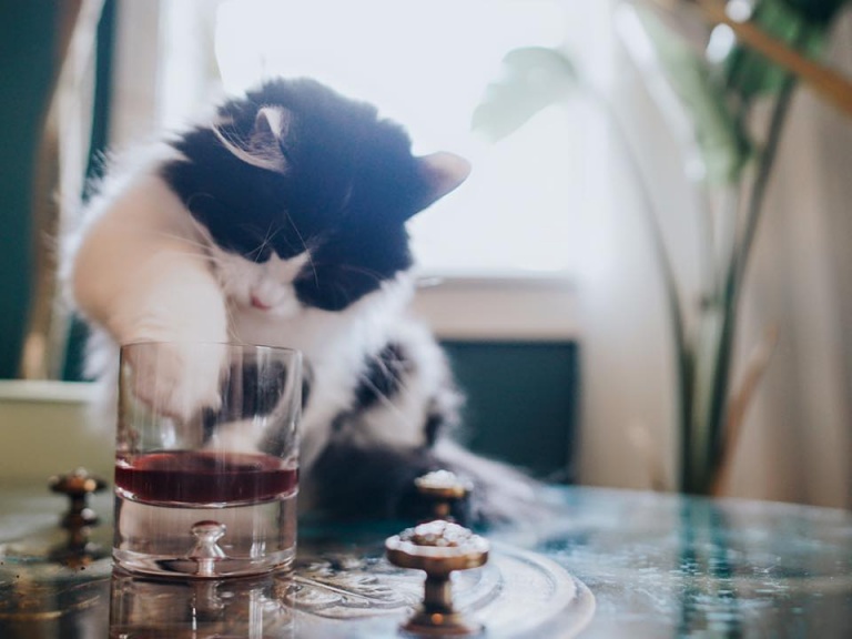 Han inventado el vino para gatos