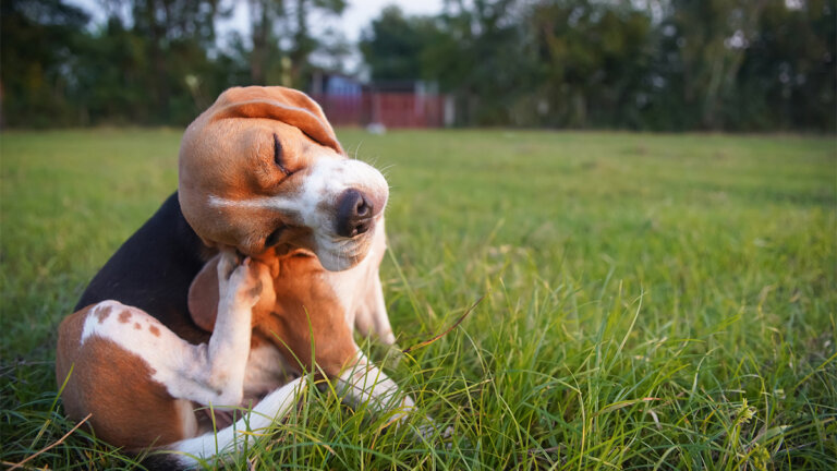 Parásitos internos caninos y el peligro para la salud