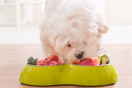 ¿Puede comer mi perro alimentos crudos?