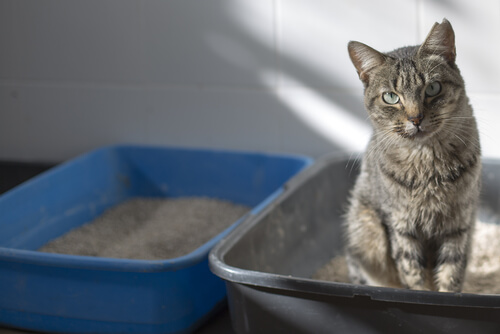 4 pautas para el uso de la bandeja higiénica de los gatos