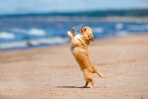¿Ya conoces el Dogdancing? ¿Ya conoces el Dogdancing?