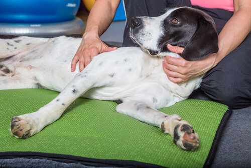 Diarrea con sangre en perros: causas y tratamiento