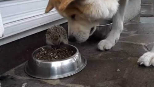 El erizo que planta cara al perro El erizo que planta cara al perro