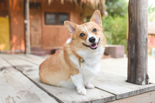 Conoce el estado de ánimo de tu perro según su postura