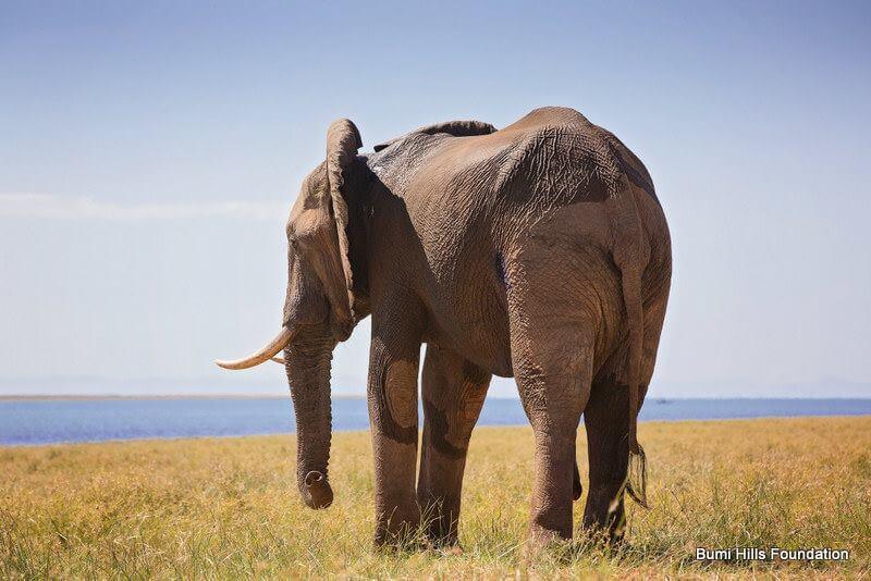 elefante tiroteado 3
