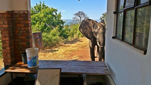Un elefante tiroteado por cazadores acude a una casa de humanos para pedir ayuda