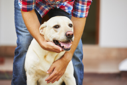 ¿Cómo actuar ante un ataque de epilepsia en los perros?