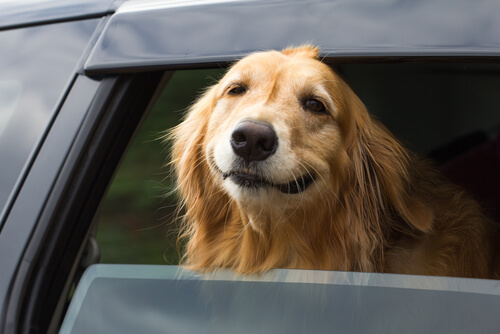Evita que tu perro se maree en el coche