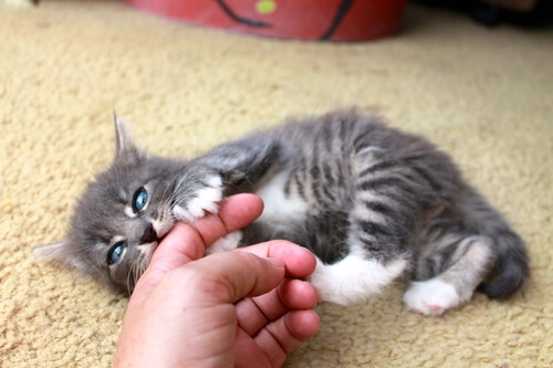 Gato mordiendo mano de una persona