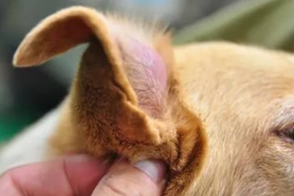 Hematoma en el oído de un perro.