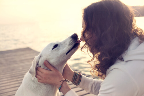 Qué infecciones podemos contraer si besamos a nuestro perro en la boca