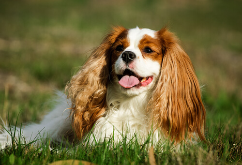 La hipertensión en perros puede ser un alarma de otras enfermedades