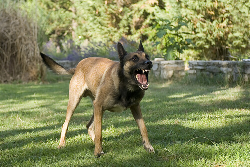 la rabia en los perros