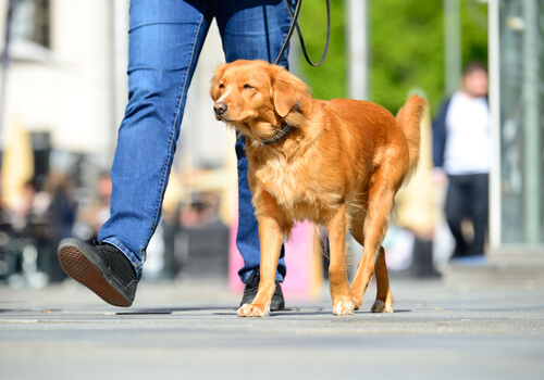 ¿Cómo evitar que mi perro se queme las patas en verano?