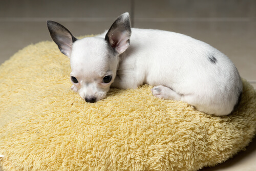 los chihuahuas tiemblan