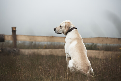 White Labrador sitting in a field