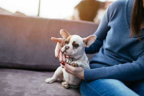 ¿Sabías que el perro mejora notablemente la salud de sus dueños?