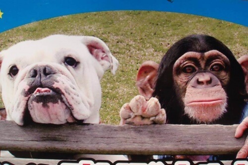 El mono Pankun y su perro James, la curiosa pareja de Japón