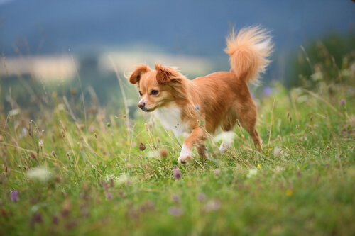 movimientos de cola de perro chihuahua