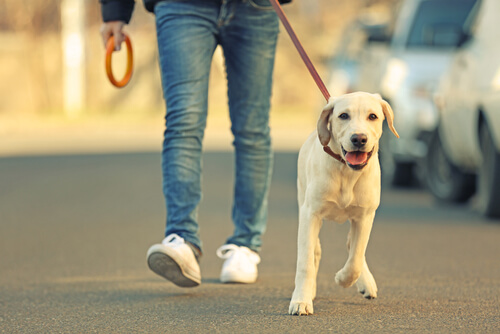 Perro paseando con su dueño