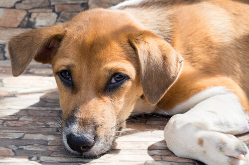 La sabiduría de un perro callejero