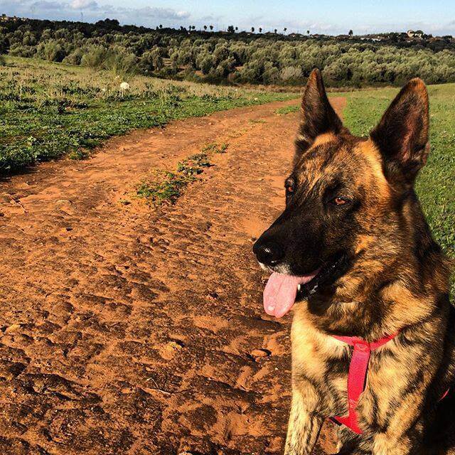 cão morto da índia martinez 2