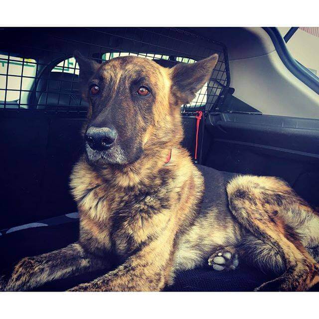 cão morto da índia martinez