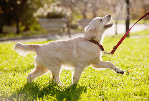 perro que necesita calcio