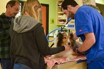 Un perro se salva en el último minuto de la eutanasia. ¡Conoce cómo!