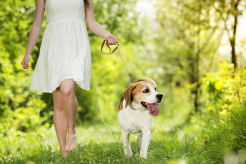 Perro paseando con correa