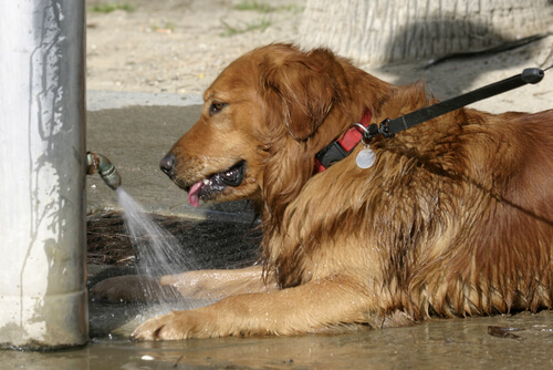 proteger a un perro ante un golpe de calor