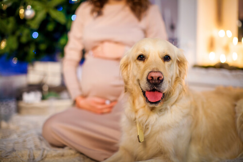 ingresos compromiso Desgracia Beneficios de tener un perro durante el embarazo - Mis Animales