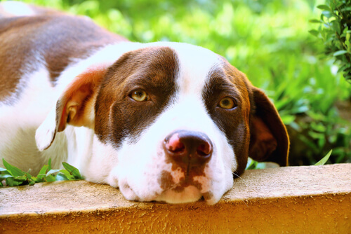 La torsión del estómago: un riesgo mortal para el perro