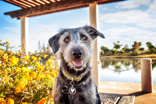 tu perro en verano