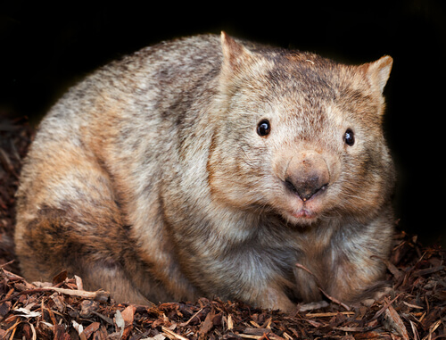 wombat australiano 2