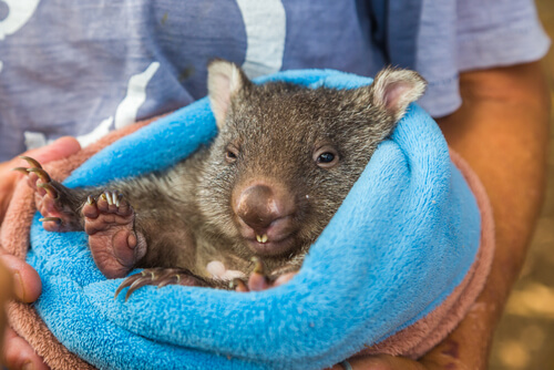 El wombat australiano muere de depresión tras estar varios días sin contacto con los turistas