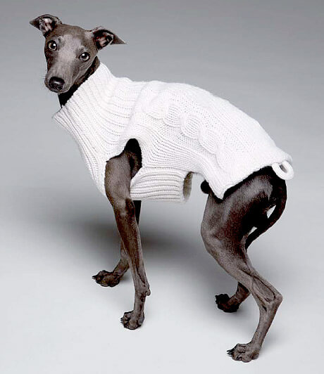 Greyhound wearing a white sweater: humanizing dogs.