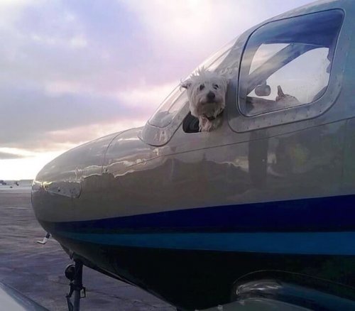 Conoce Wings of Rescue, pilotos voluntarios que salvan la vida a perros