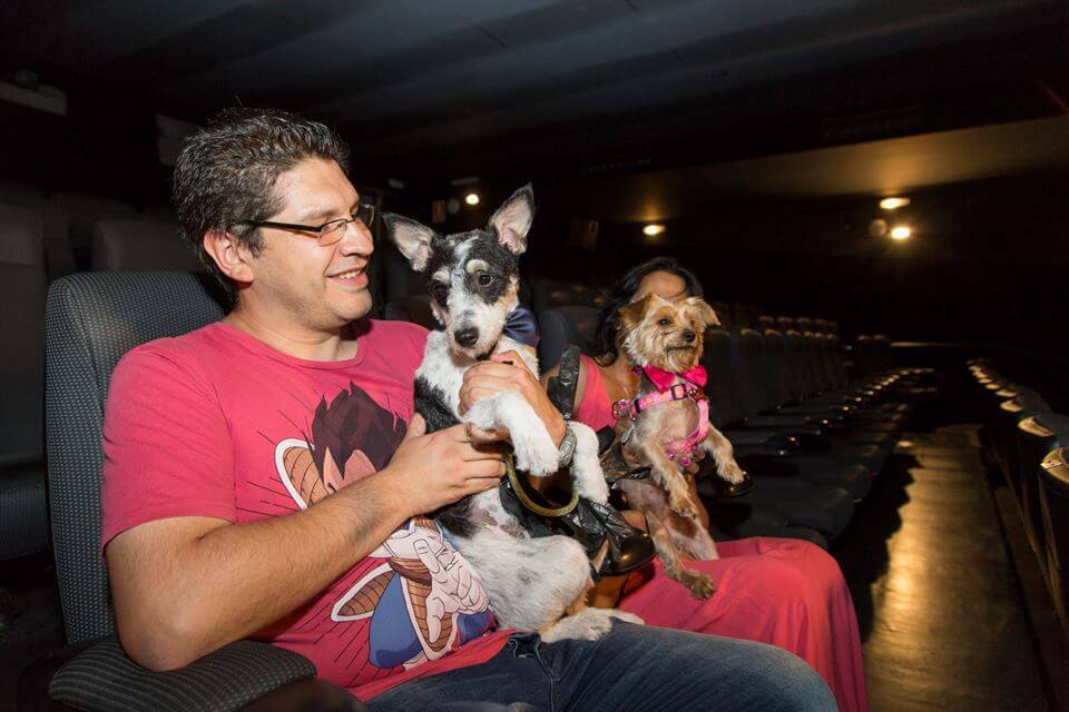 Dogs at the cinema.