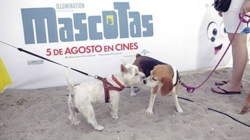 Cinesa permite por primera vez en España el acceso de los perros al cine