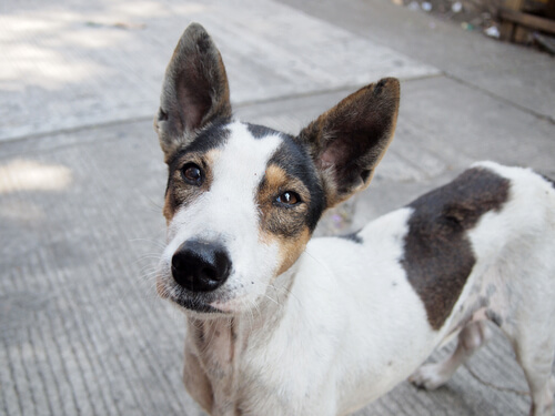 Una emotiva campaña para adoptar perros abandonados