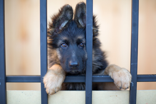 adoptar un perro